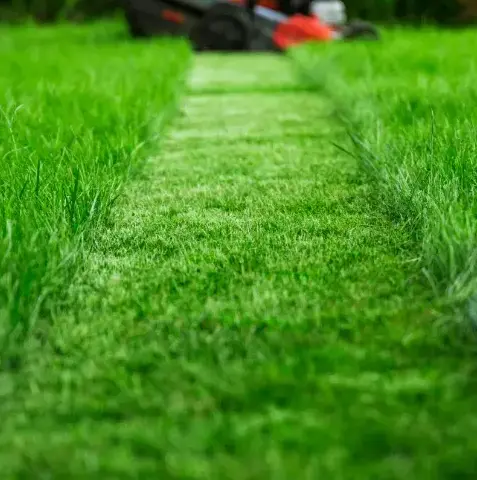 désherbage à Val-au-Perche - image 4