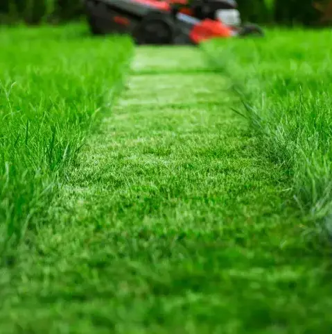 élagage à Bellême - image 2