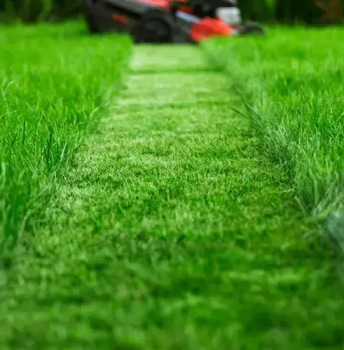 élagage à Montmirail - image 2