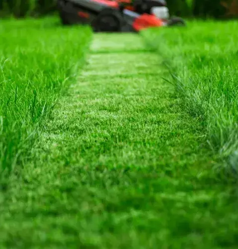 entretien jardinage à La Ferté-Bernard - image 4